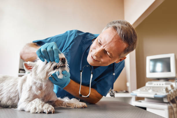 Best Cracked Tooth Emergency Dentist  in Crosspointe, VA